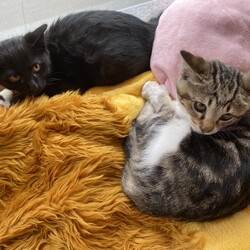 黒こつぶちゃん