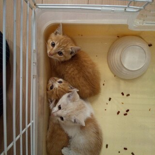 野良子猫茶トラ3匹