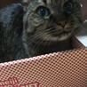 れらぽ
