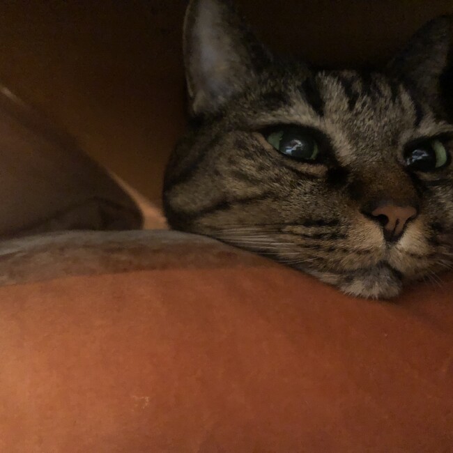 れらぽのカバー写真