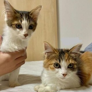 長毛美形のオスメス兄妹！性格もおっとりです
