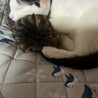 あおお