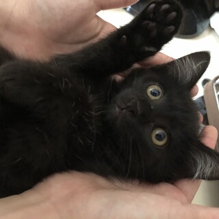 真っ黒男の子