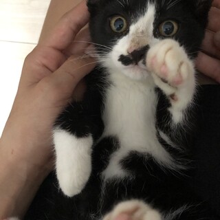 ちょび髭が可愛い男の子