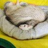フェレットの里親募集 サムネイル2