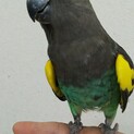 ムラクモインコ　メス