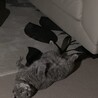 ちょーみ
