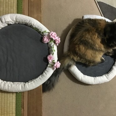 家族募集中　お隣にどうぞ