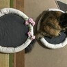 家族募集中　お隣にどうぞ