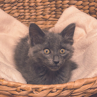 マイペースなグレーの女の子【ミヤビ】