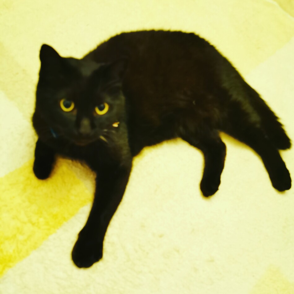ジジのカバー写真