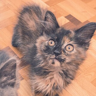 ふさふさで甘えん坊のサビ猫【アカネ】