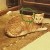 背中にコルクを投げられたのに気づいてない！