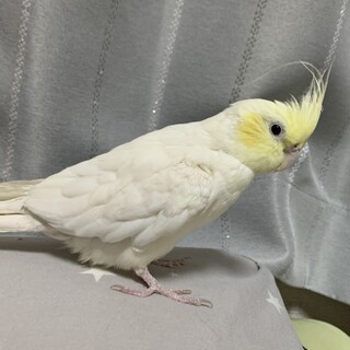 オカメインコ 手乗りです(^-^)