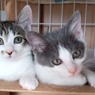 でら！かんな＆かれん！