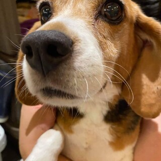 保護っこ♪おりひめ♬里親絶賛募集中！