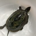 クサガメ　甲羅サイズ10.7cm たぶんおす