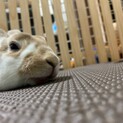 うさぎの里親募集