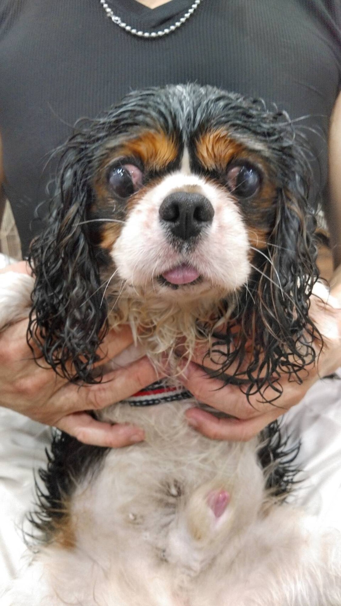 キャバリア チャオ君 広島県 犬の里親募集 ペットのおうち 月間利用者150万人