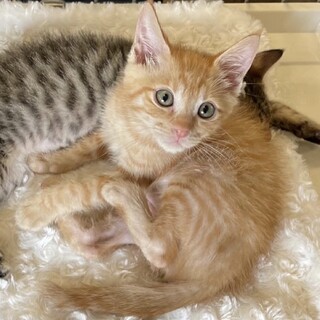 茶トラのらい君