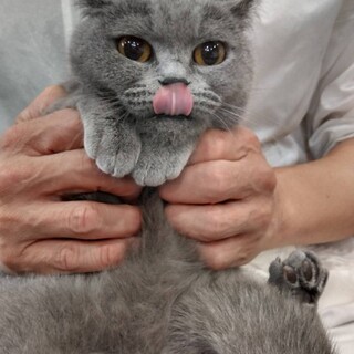 ブリティッシュショートのMDMちゃん