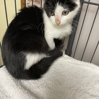 一生のパートナー探しに遥々来た譲渡会❤️リン見参