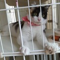 （募集一旦停止）成猫でも幸せになりたい