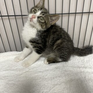 先は長い❗️ず～と宜しくお願いします❤️祈り猫トム