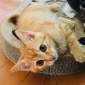 兄弟思いの優しい子♡チャイくん