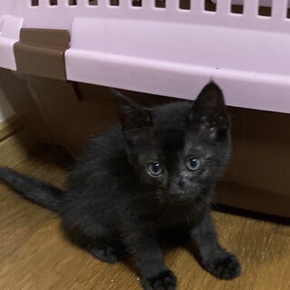 ありがとうございました★可愛い黒猫エマちゃん