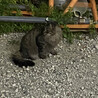 べろんちょ