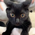 いとちゃん(黒)