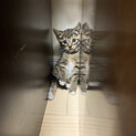 子猫　キジトラ　1か月