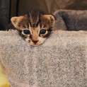 きじ白キャッスル♀260g