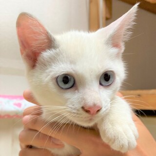 畑で保護　白地に青い目　美人のお花ちゃん