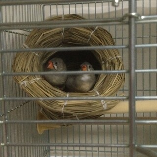 キンカチョウ♀2匹　仲良しです。