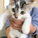ハンサムきょうだい　白にキジのドット柄　おもち君