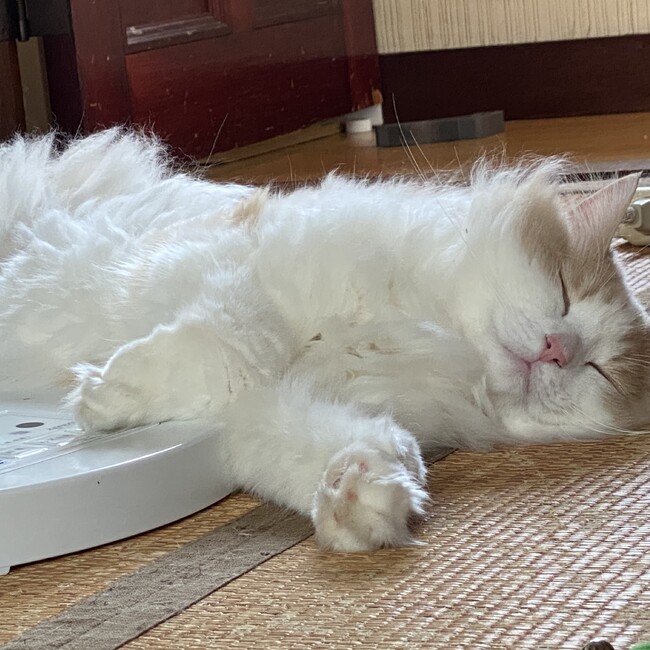 あいたろのカバー写真