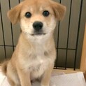 MIX子犬の女の子オクラちゃん