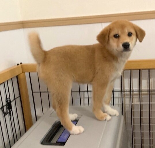 Mix子犬の女の子オクラちゃん 千葉県 犬の里親募集 ペットのおうち 月間利用者150万人