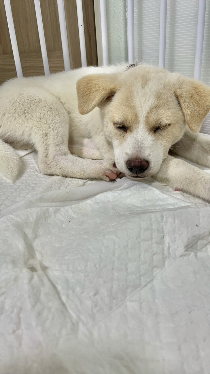 Mix子犬の女の子ルッコ 茨城県 犬の里親募集 ペットのおうち 月間利用者150万人