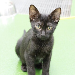 譲渡対象猫の紹介（C210517-1）