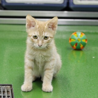 譲渡対象猫の紹介（C210517-6）