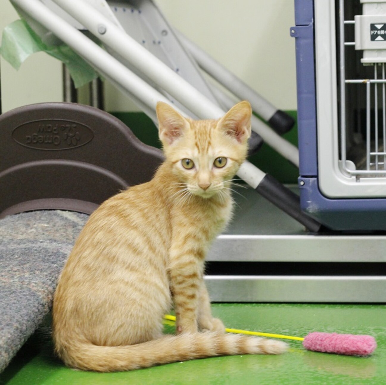 譲渡対象猫の紹介 C21 大阪府 猫の里親募集 ペットのおうち 月間利用者150万人 譲渡対象猫の紹介 C21 大阪府 猫の里親募集 ペットのおうち 月間利用者150万人