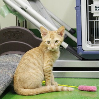 譲渡対象猫の紹介（C210517-7）