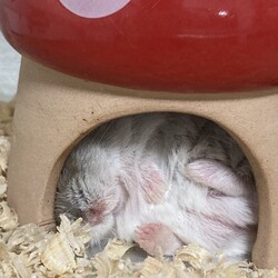 「すやすや」サムネイル2