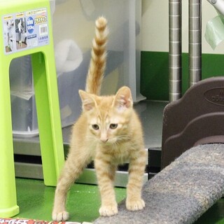 譲渡対象猫の紹介（C210517-11）