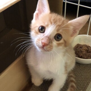 賢さと癒しの茶とら男子くんです