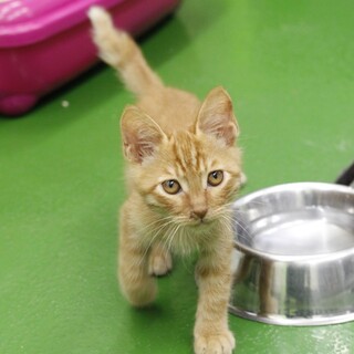 譲渡対象猫の紹介（C210517-13）