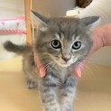 ふんわりしたグレーの毛並み　美猫のカコちゃん